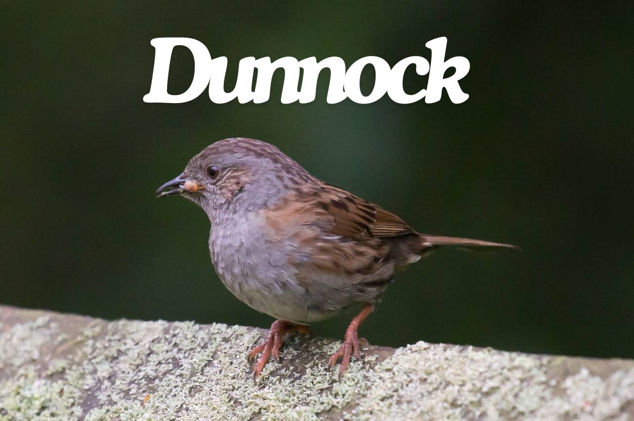 Bird Fact File: Dunnock